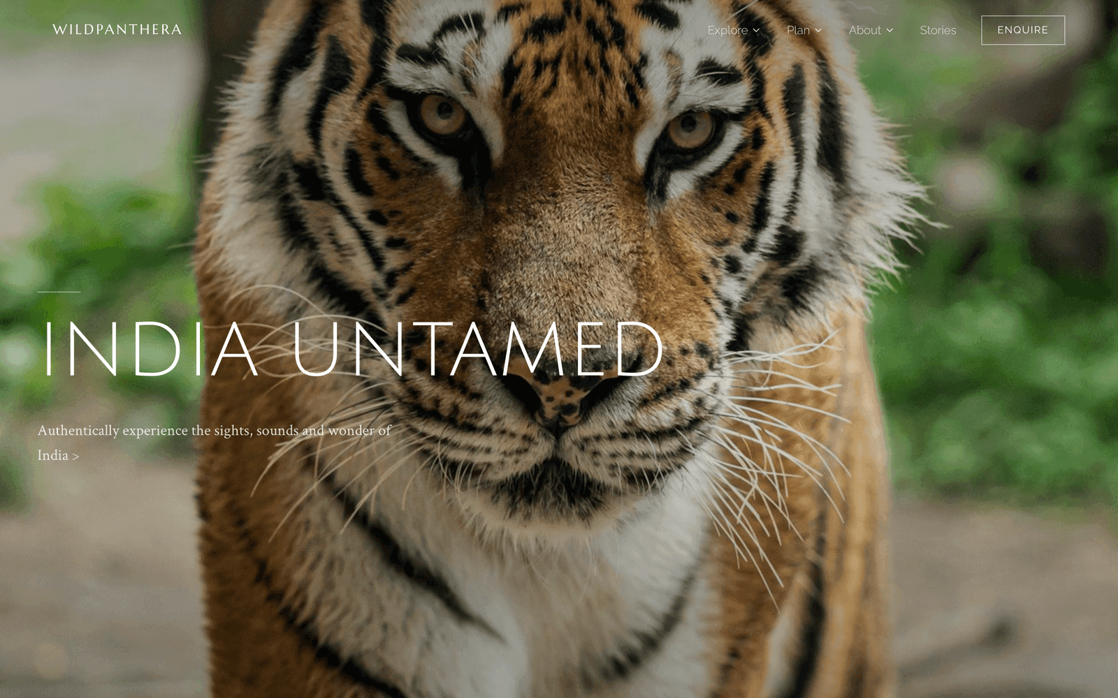 The Wild Panthera template