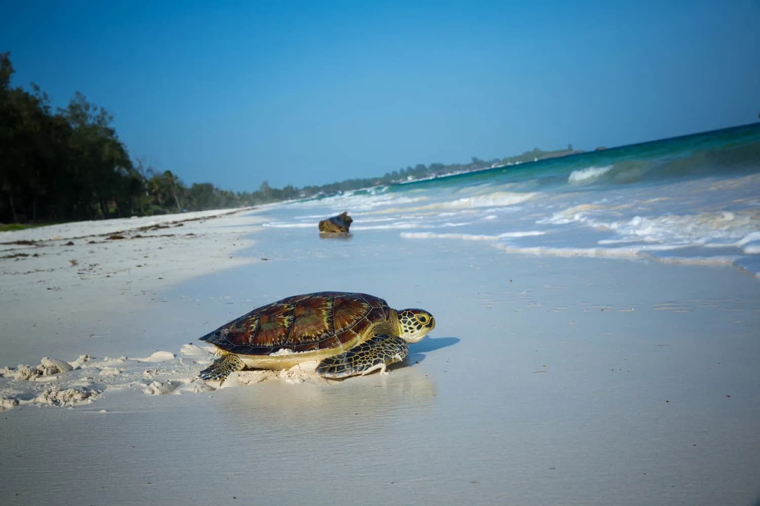 Green sea turtle on white sandy beach heading toward turquoise waves
